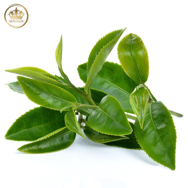 Bán chiết xuất trà xanh – Cung cấp Green tea extract giá sỉ