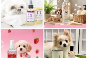 THÚ CƯNG cũng cần có sản phẩm gia công nước hoa khử mùi