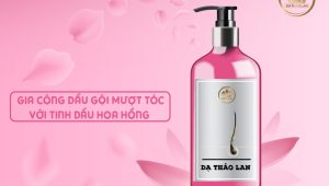 Gia công dầu gội mượt tóc với tinh dầu hoa hồng tại Nhà máy mỹ phẩm DẠ THẢO LAN